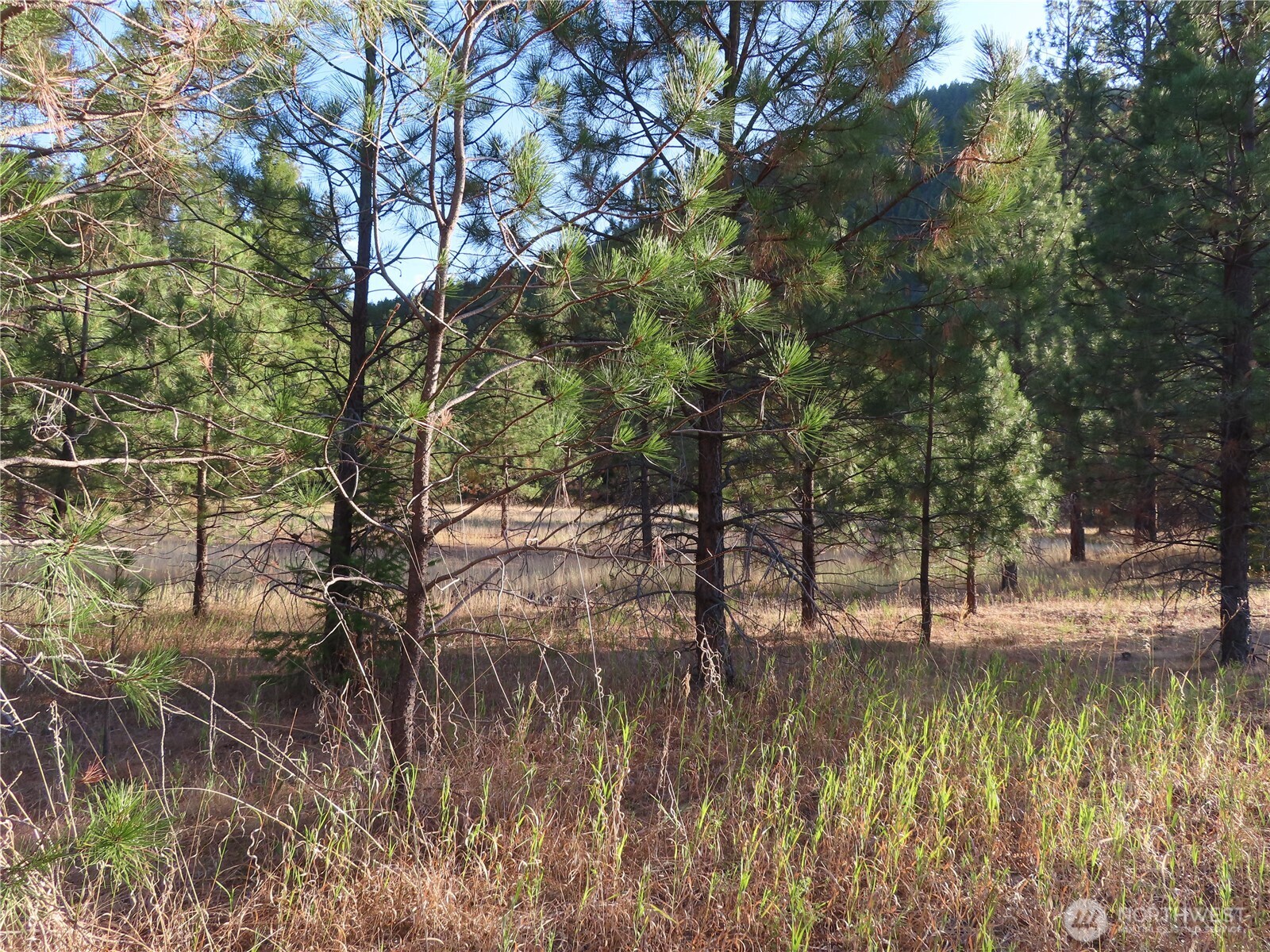 0 Toroda Creek Road Property Photo 2