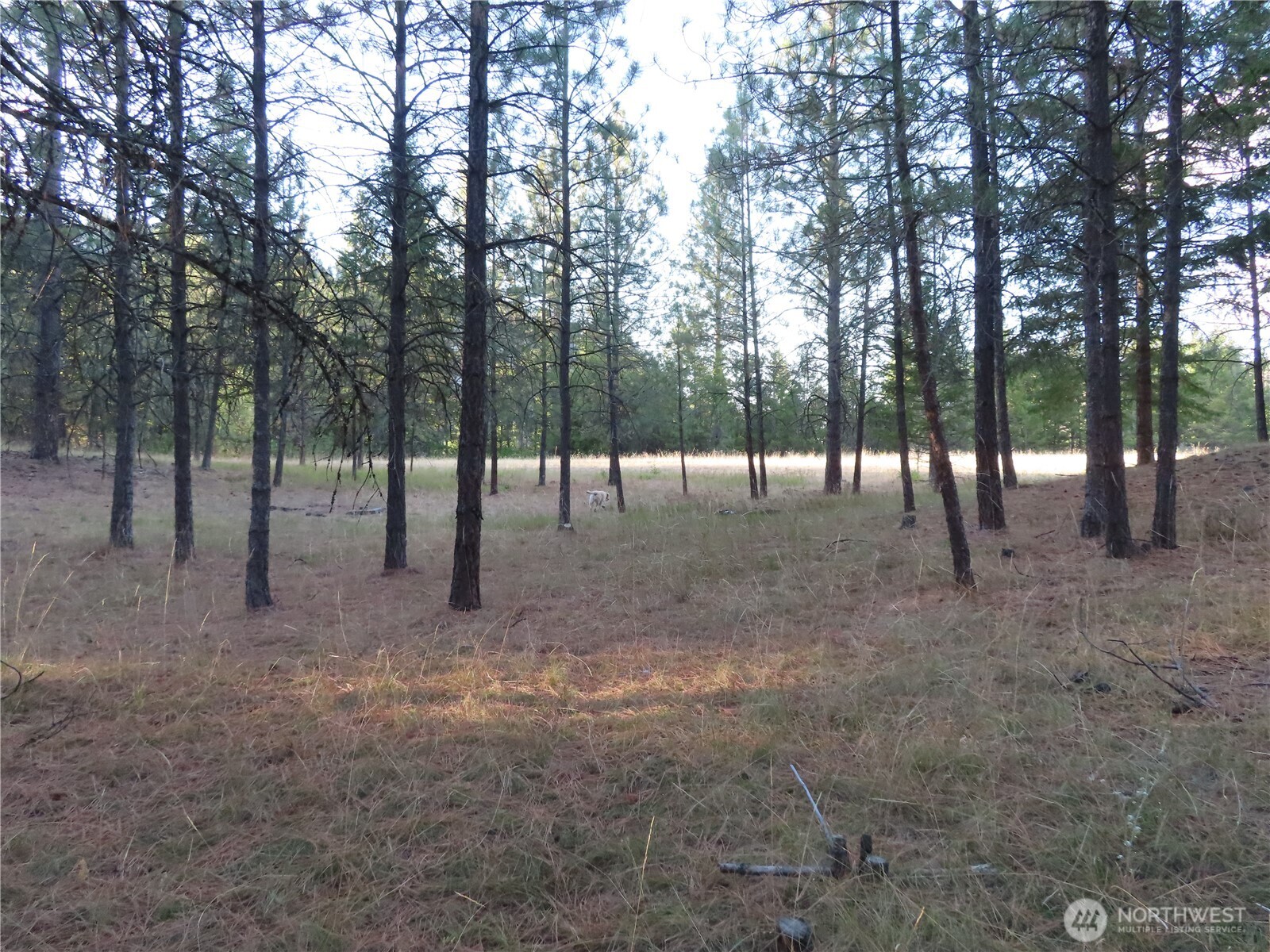 0 Toroda Creek Road Property Photo 17