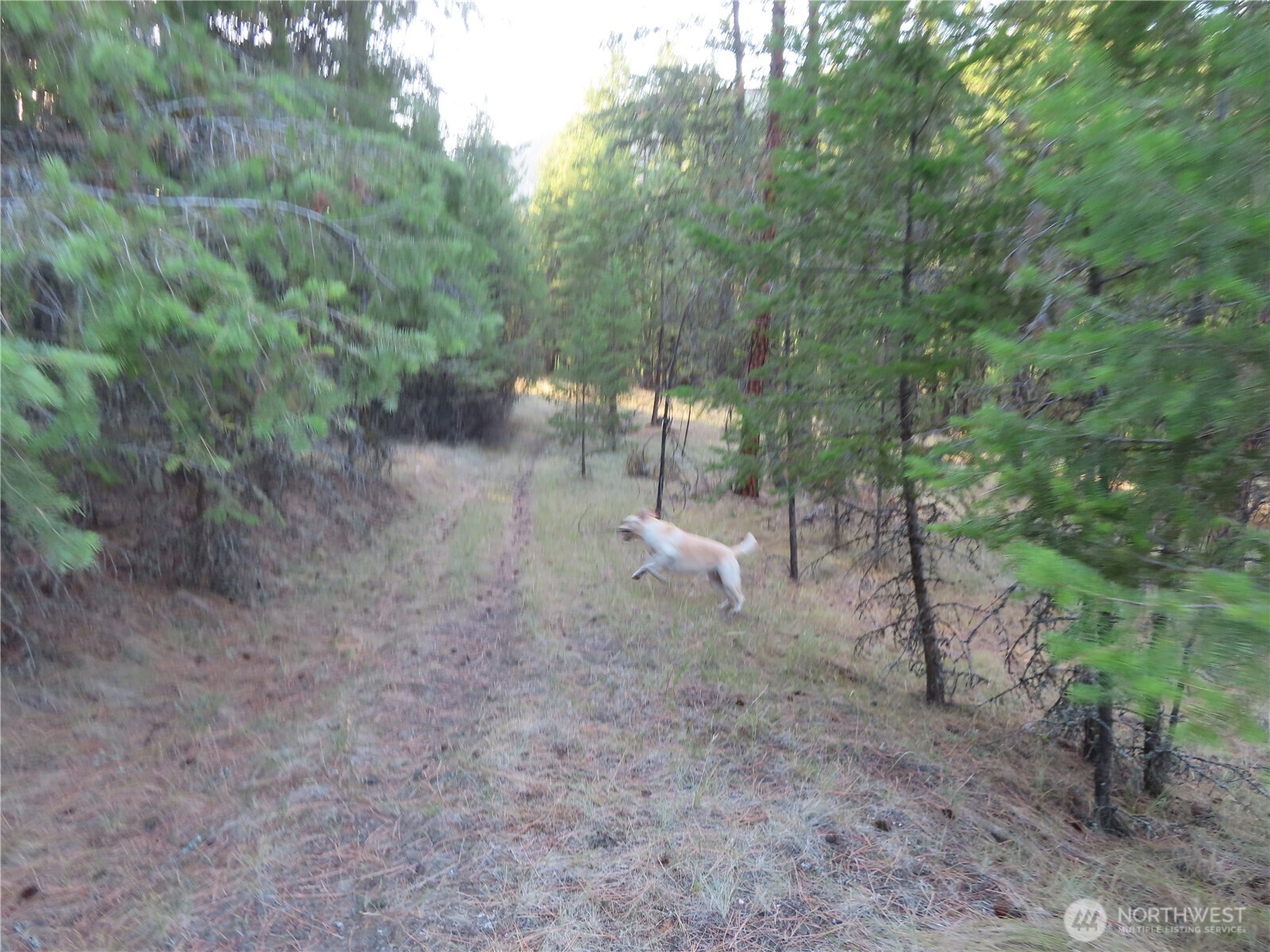 0 Toroda Creek Road Property Photo 22