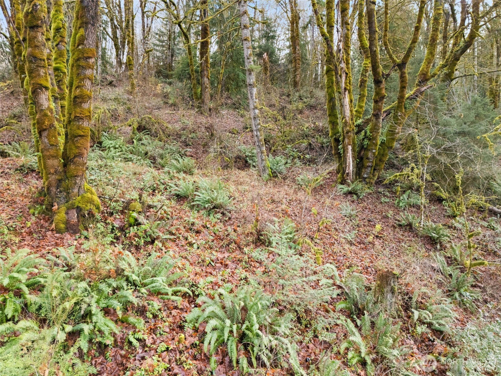 0 Tr 2&3 E Agate Road Property Photo 5