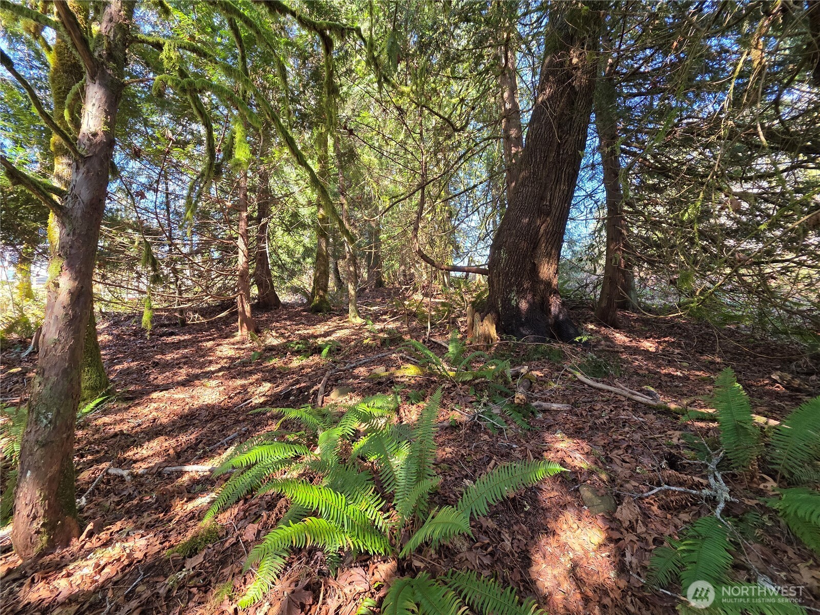 0 Cedar Place Property Photo 8