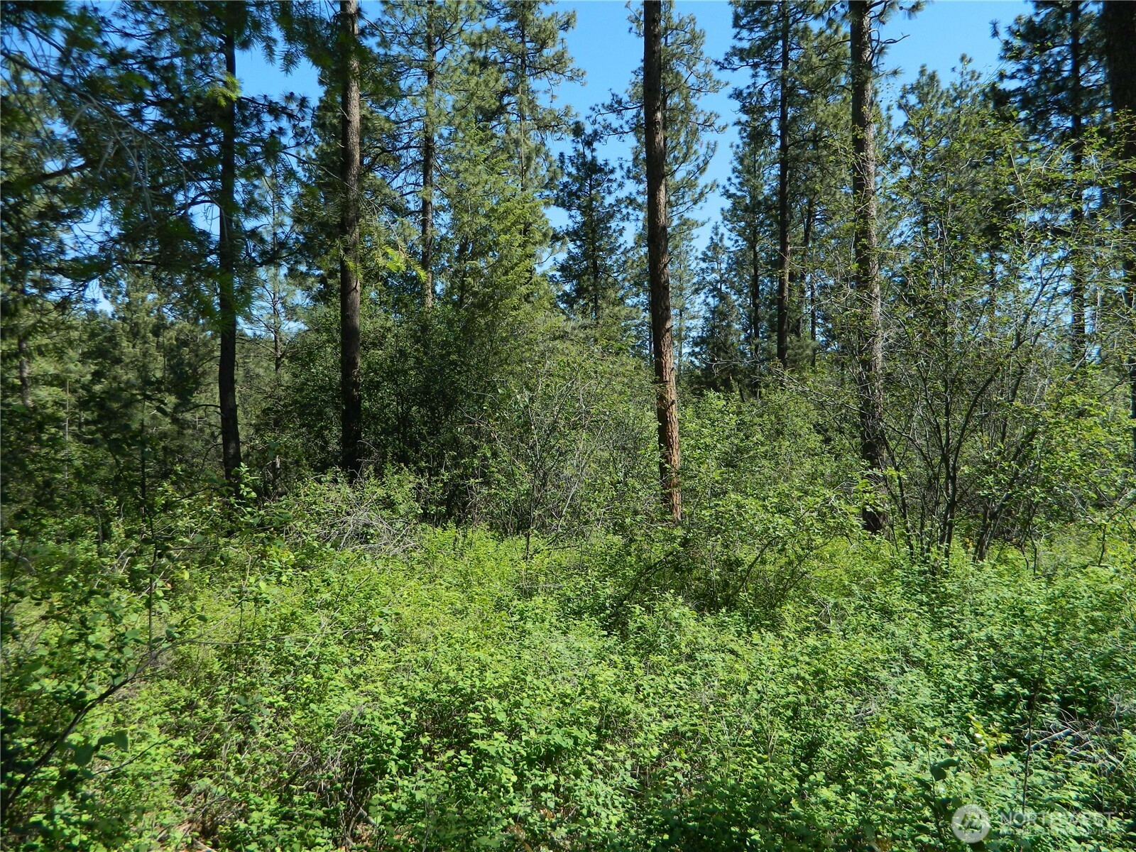 111 TBD Murphy Ranch Road Property Photo 1
