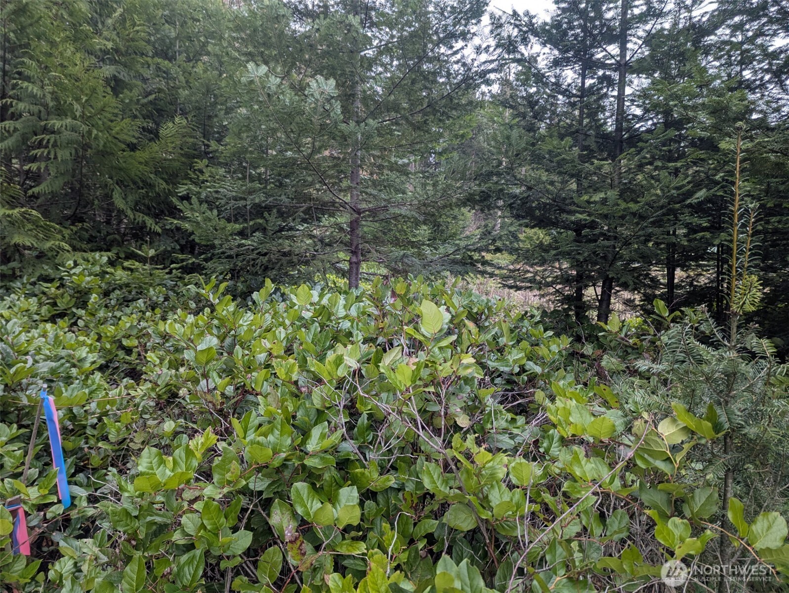 0 Critter Country Trail Property Photo 11