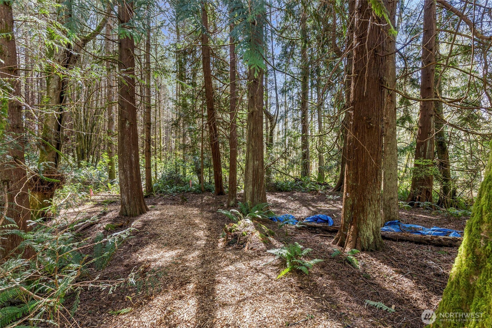 37060 Madrona Boulevard Property Photo 6