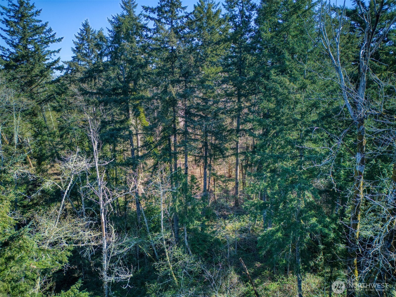 0 Whiteman Road Property Photo 12