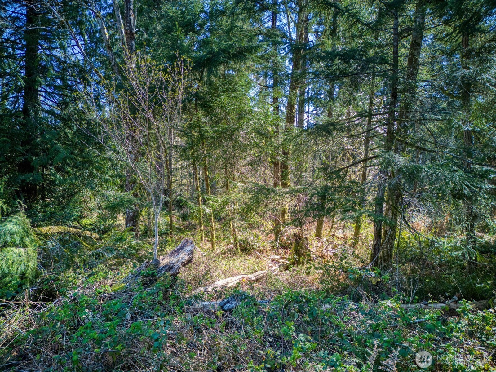 0 Whiteman Road Property Photo 14