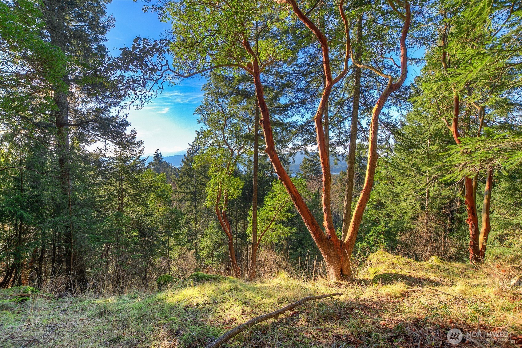 558 Buck Mt. Road Property Photo 5