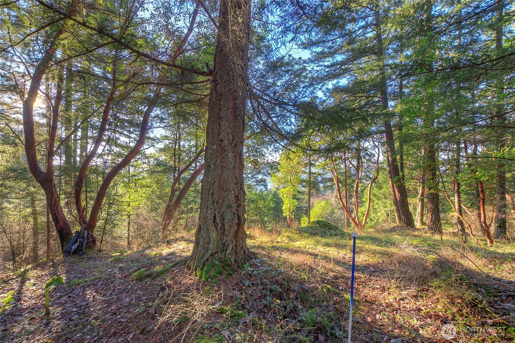 558 Buck Mt. Road Property Photo 10