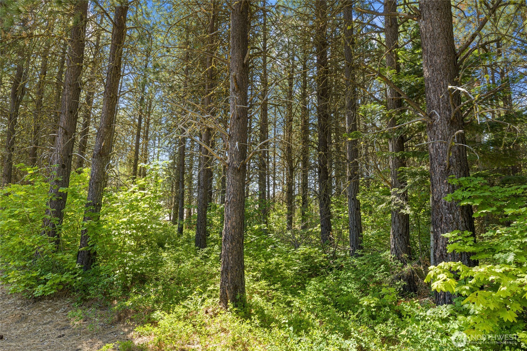 831 Iron Monarch Loop Property Photo 10