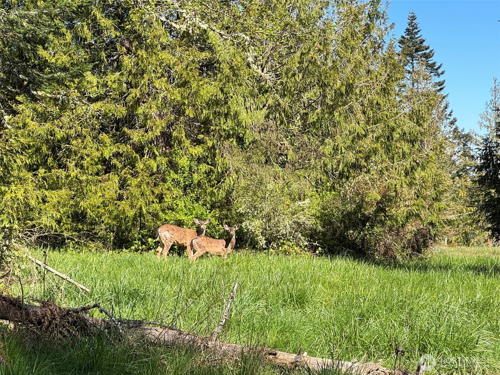 9999 Elks Pass Road Property Photo 17