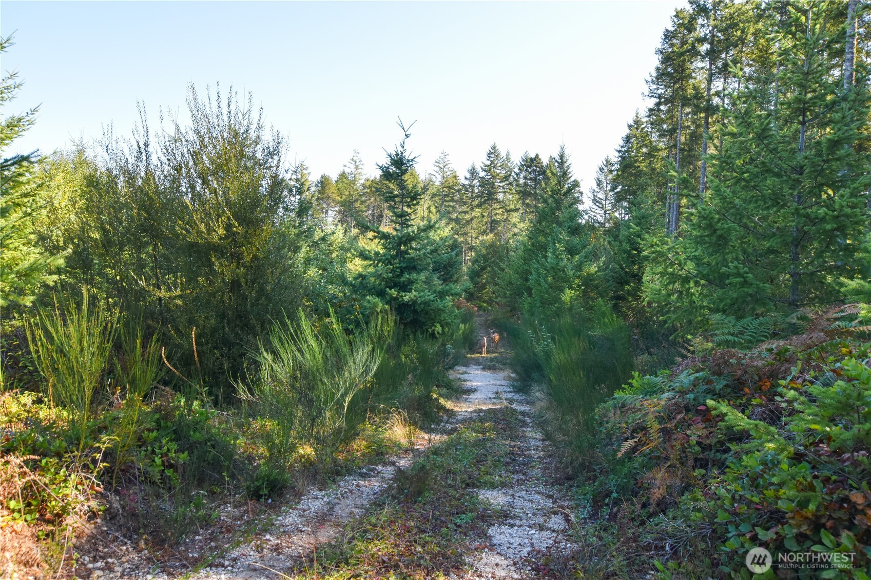 20 Acres Sw Hunter Road Property Photo 4