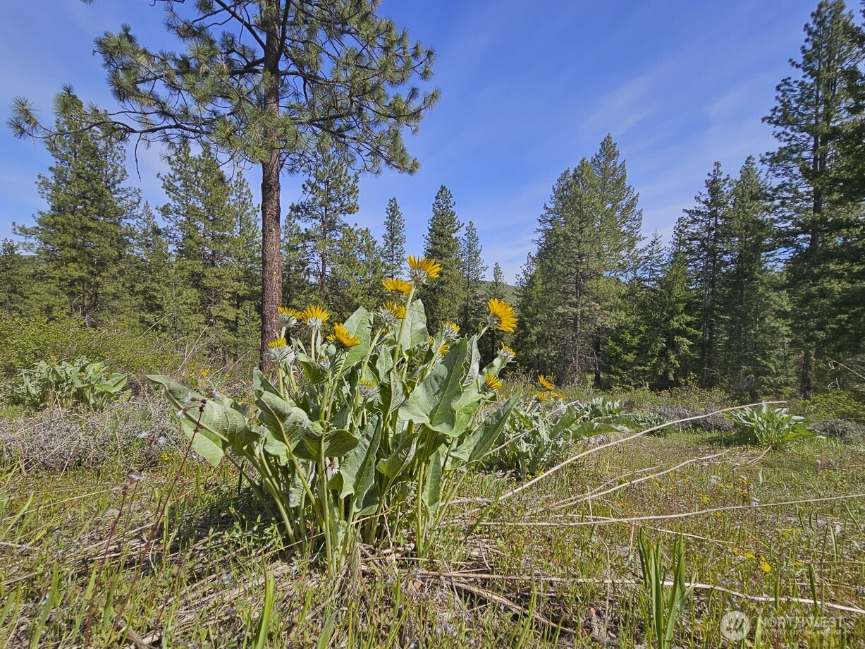 9 Whitebark Lane Property Photo 11