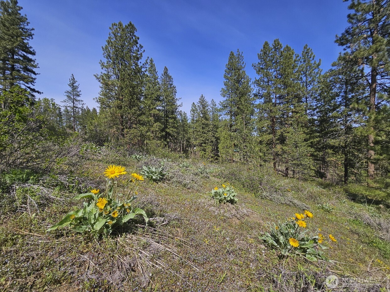 9 Whitebark Lane Property Photo 12