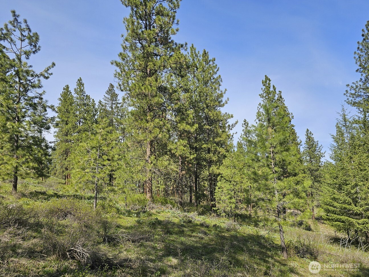9 Whitebark Lane Property Photo 14