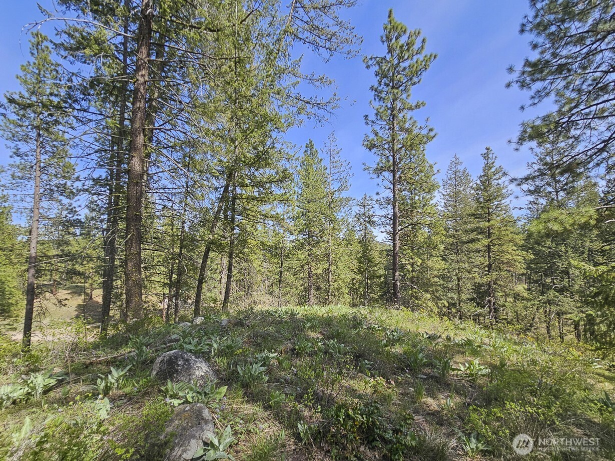 9 Whitebark Lane Property Photo 20