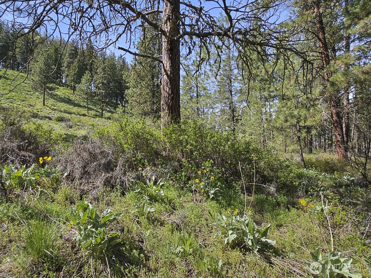 9 Whitebark Lane Property Photo 22