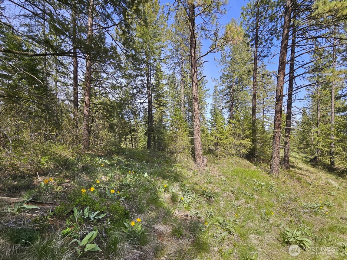 9 Whitebark Lane Property Photo 23