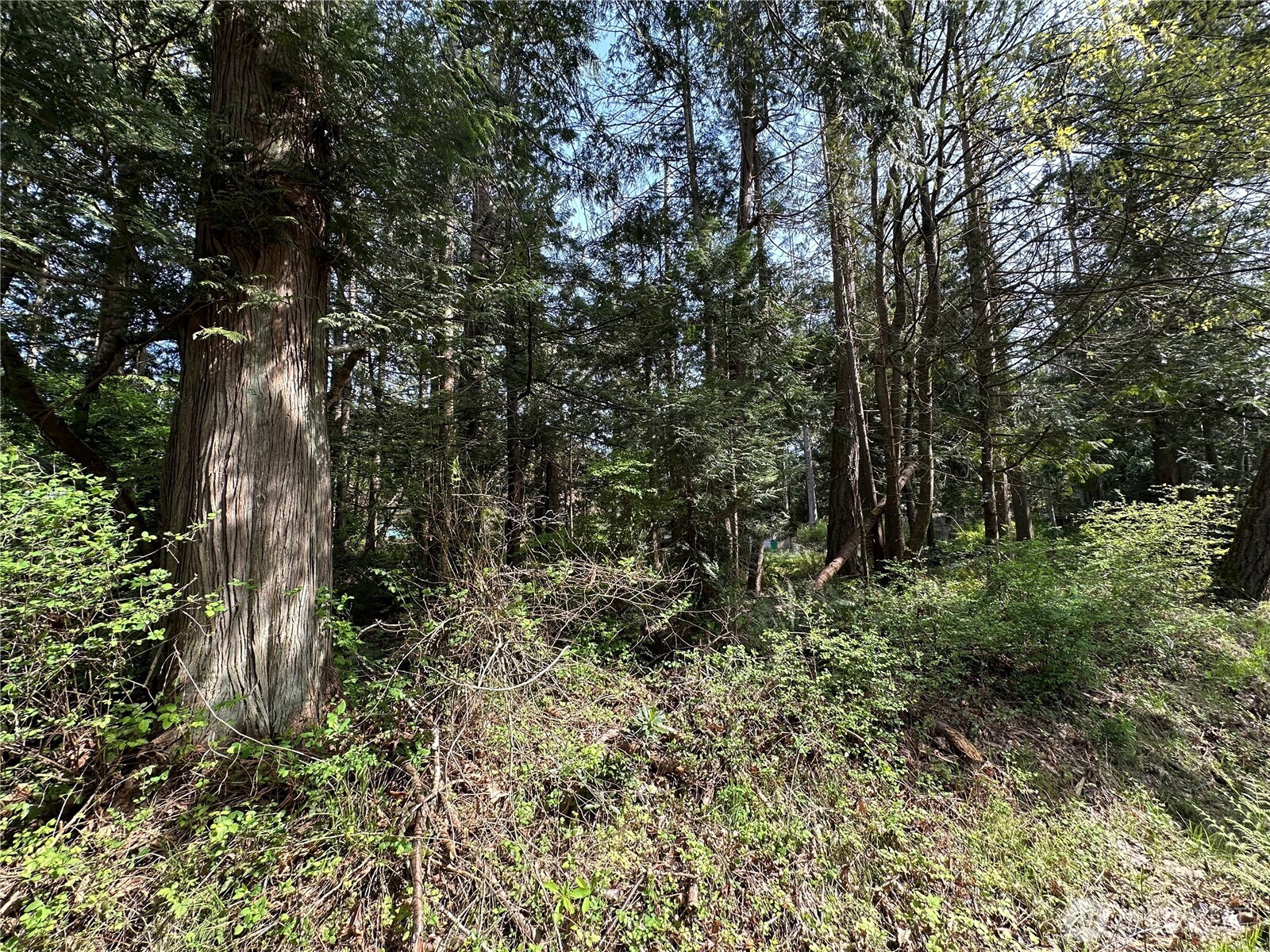 0 Lot 9 Tyee Drive Property Photo 4