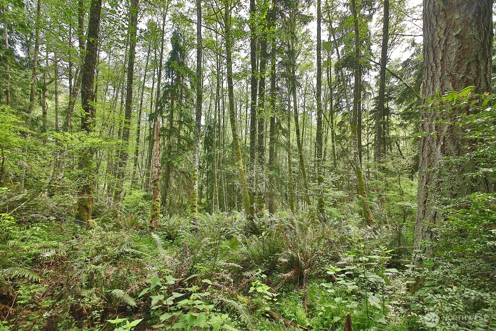 0 Xxx Goss Lake Road Property Photo 5