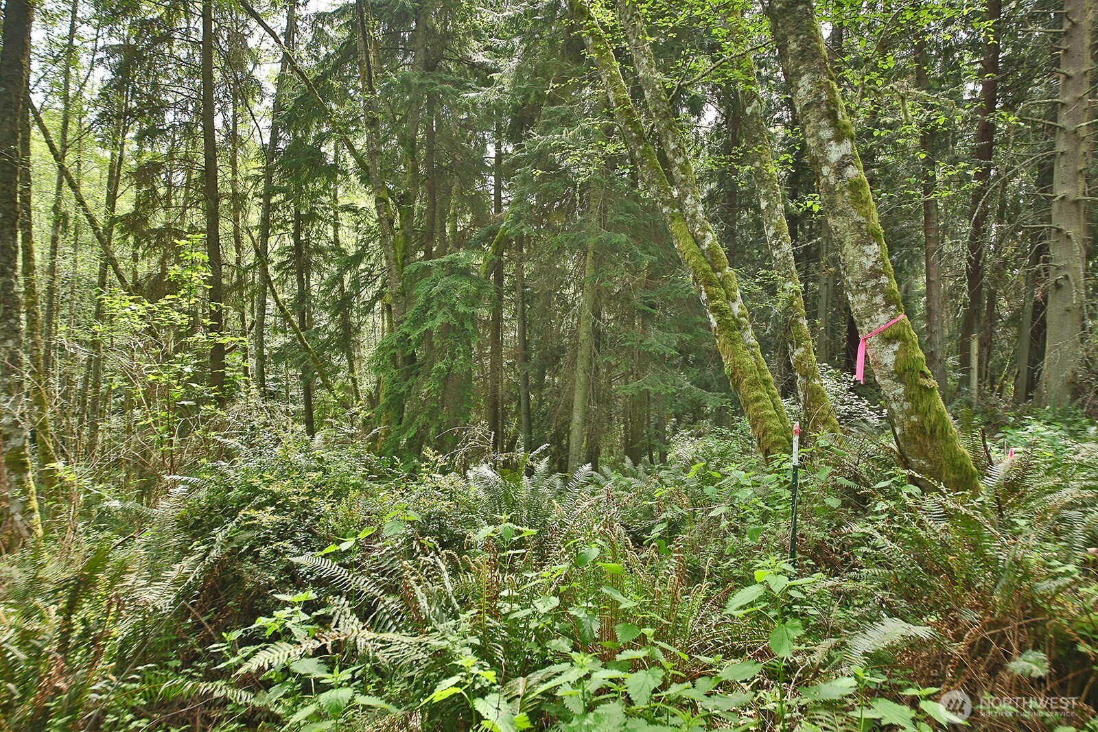 0 Xxx Goss Lake Road Property Photo 8