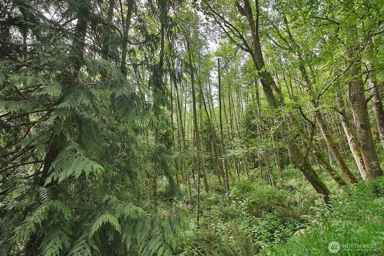 0 Xxx Goss Lake Road Property Photo 13