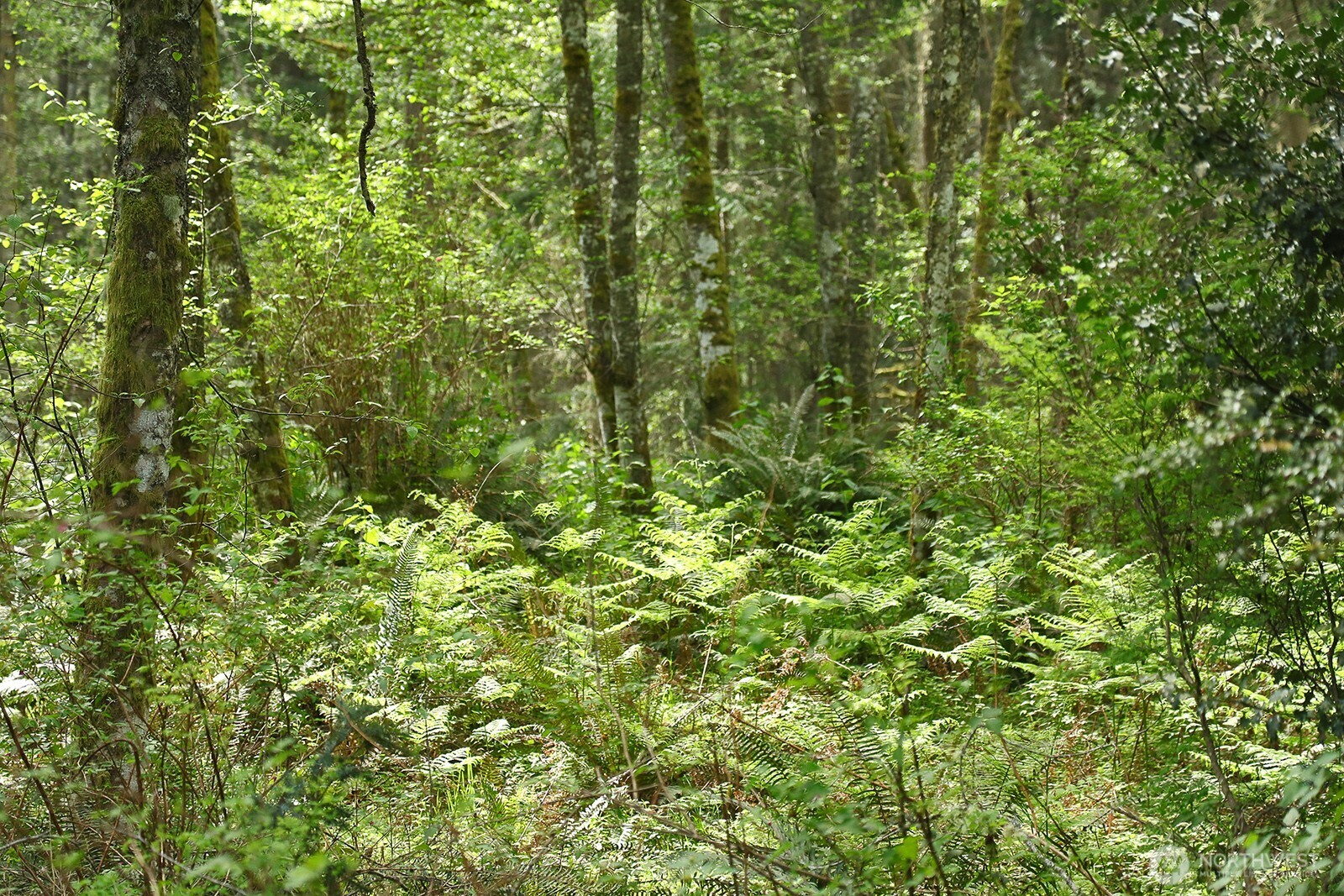 0 Xxx Goss Lake Road Property Photo 15