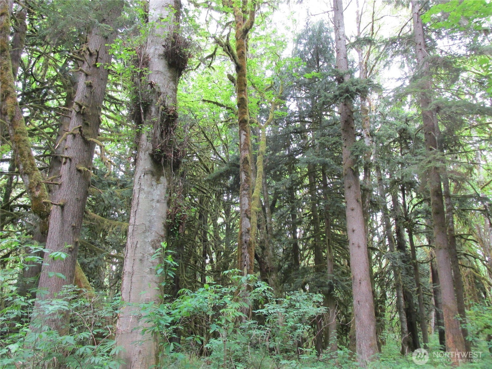 0 Arnold Lane Property Photo 3
