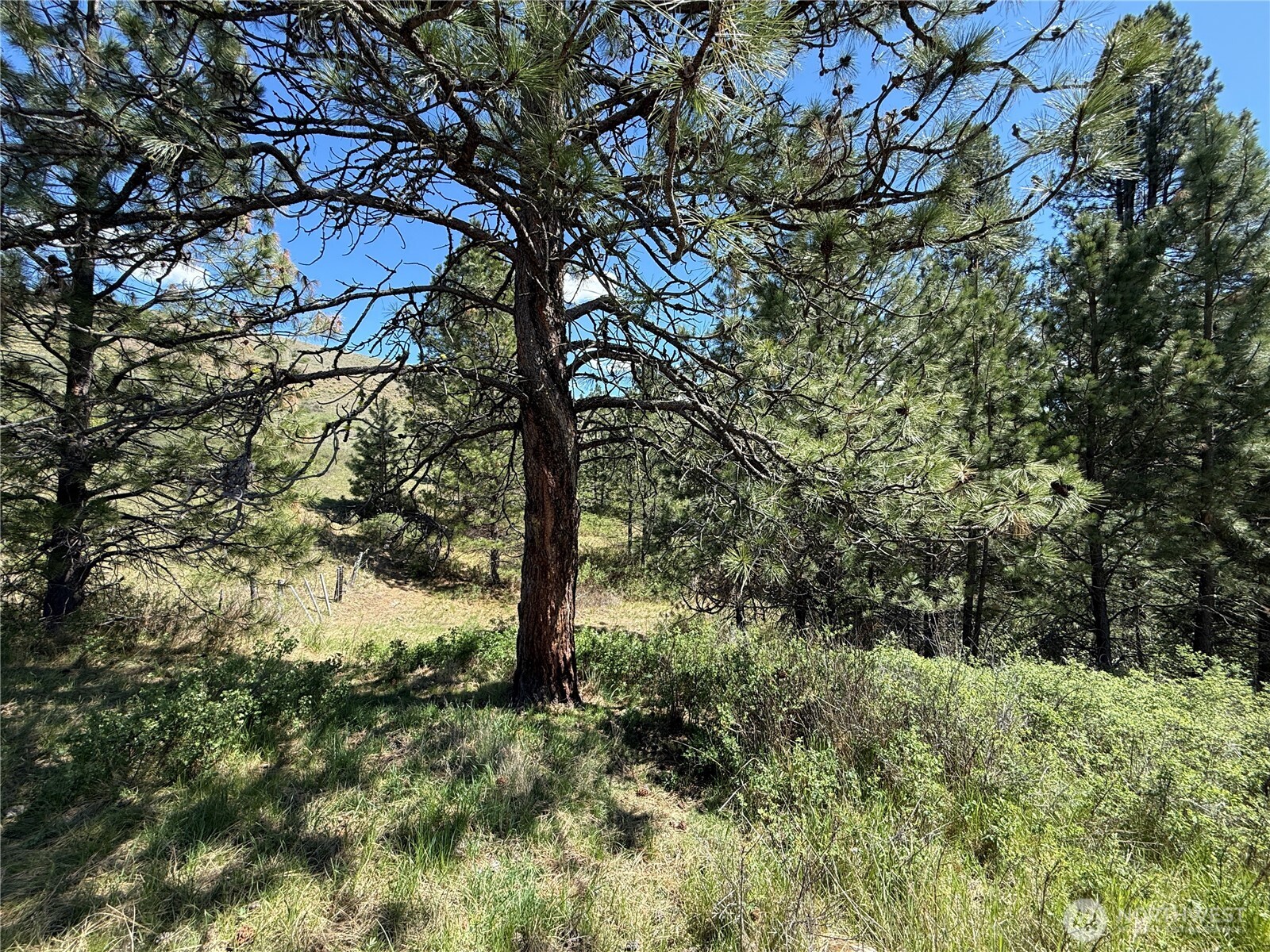 0 Tbd Fir Lane Property Photo 4