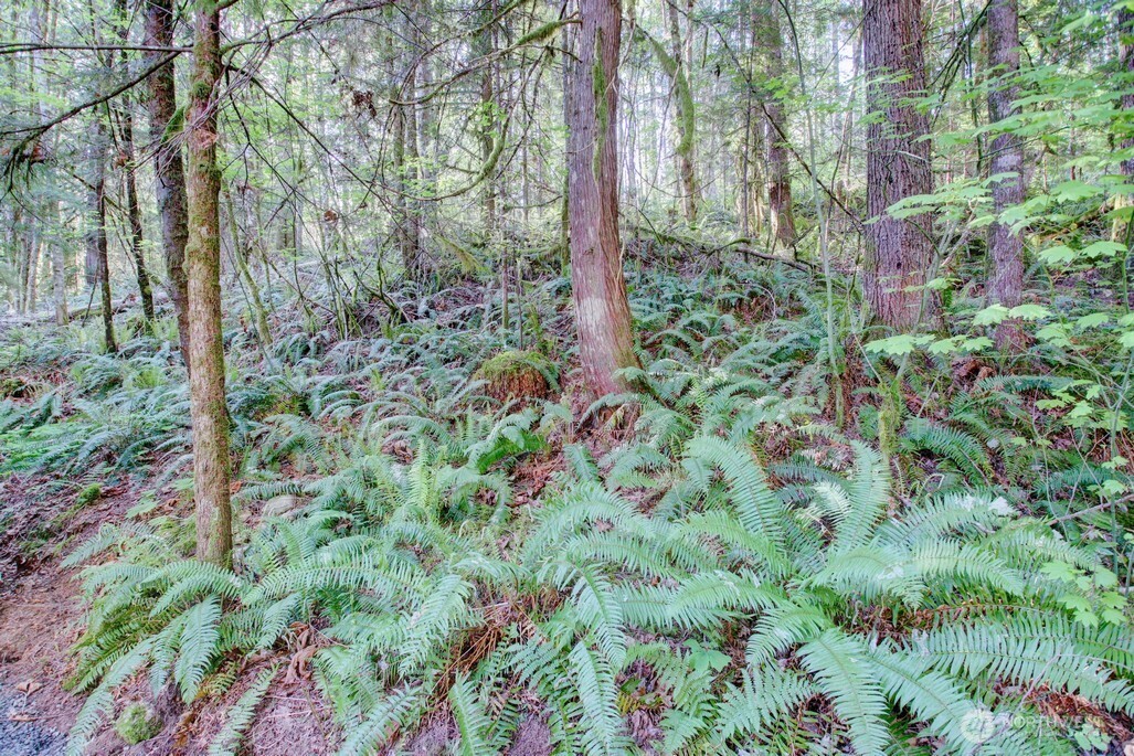 106 Gold Rush Road Property Photo 8