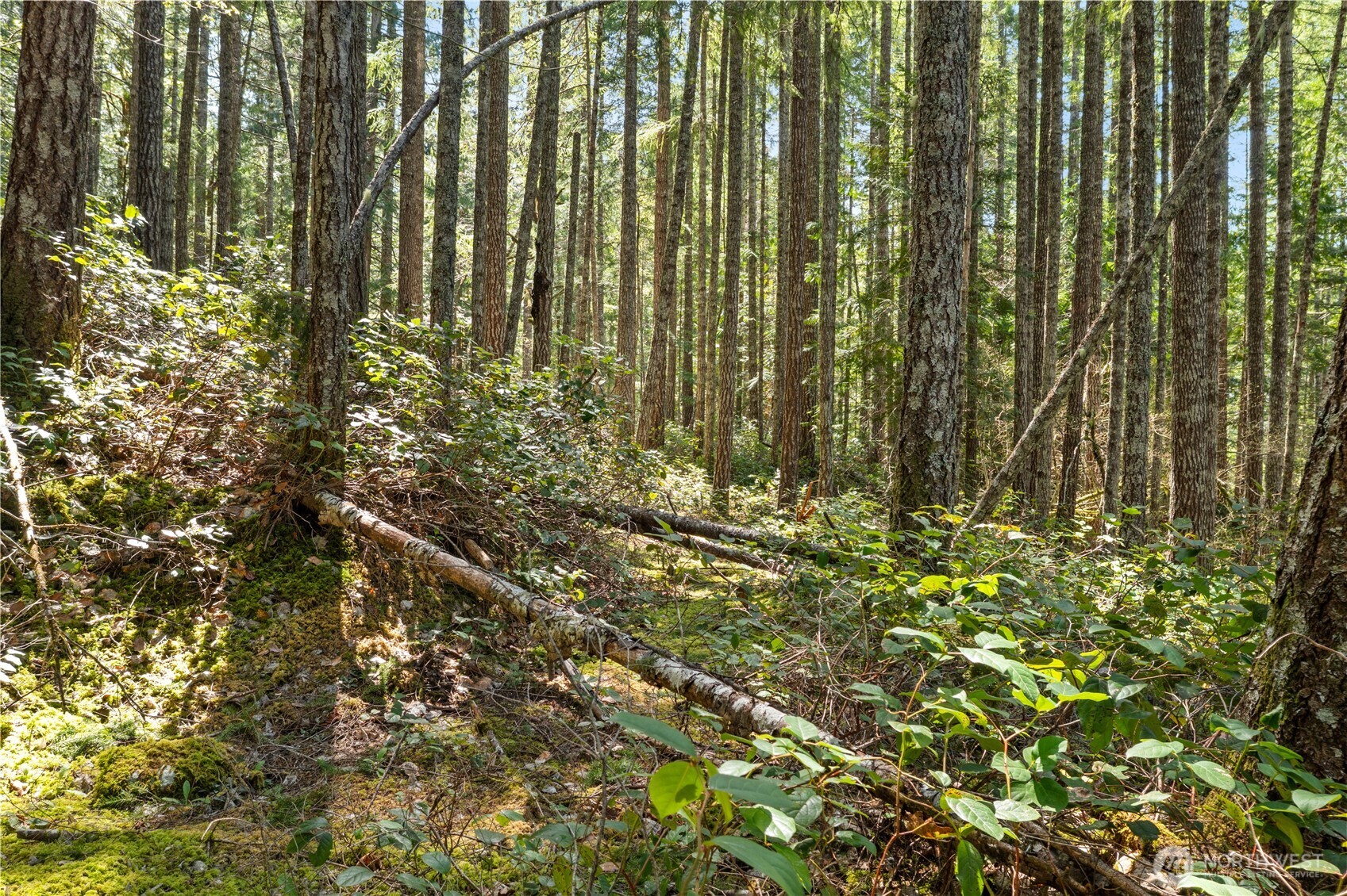 0 N White Tail Trail Property Photo 15