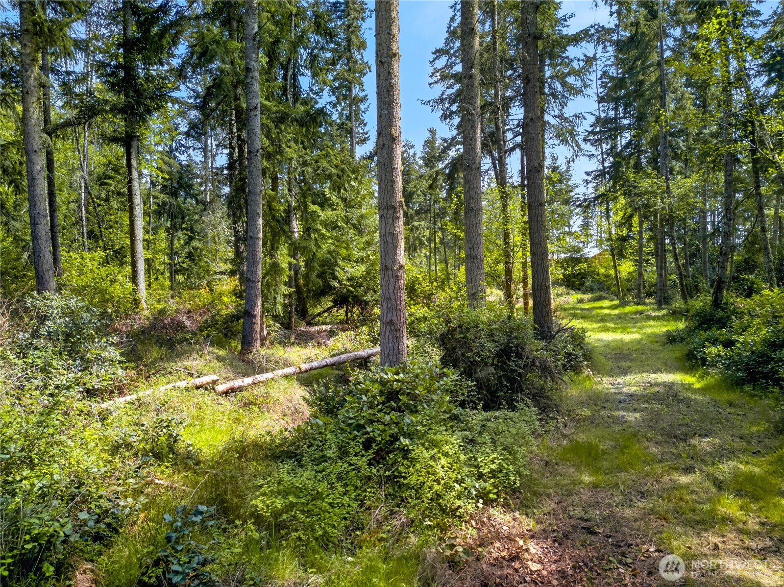 0 Evergreen Lane Property Photo 12