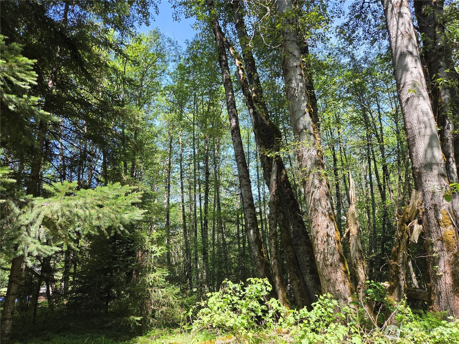 127 Campfire Lane Property Photo 21