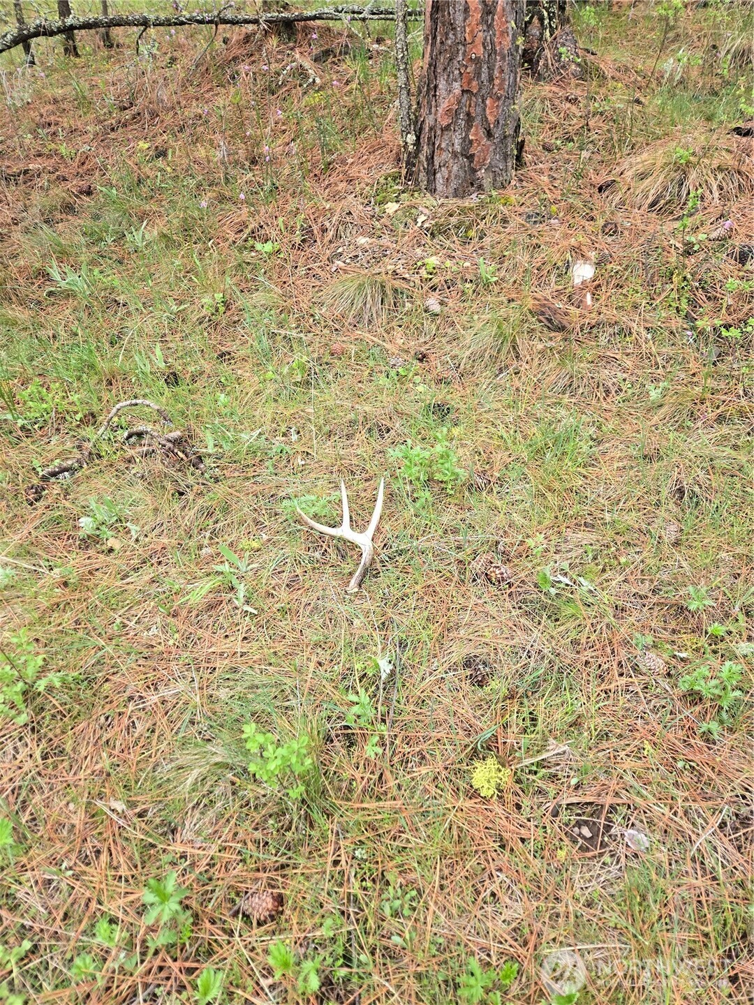 32312 North Pine Creek Road Property Photo 27