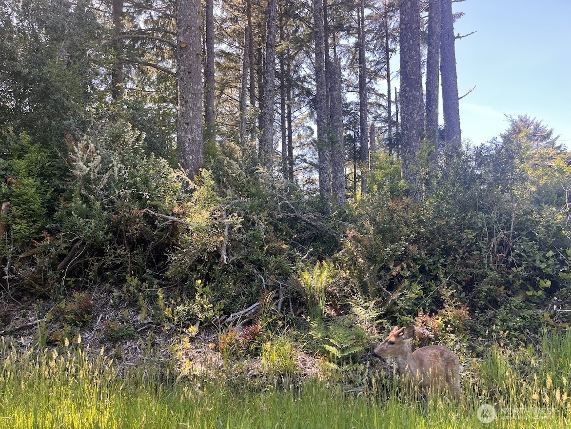 559 Sunset Avenue Property Photo 2