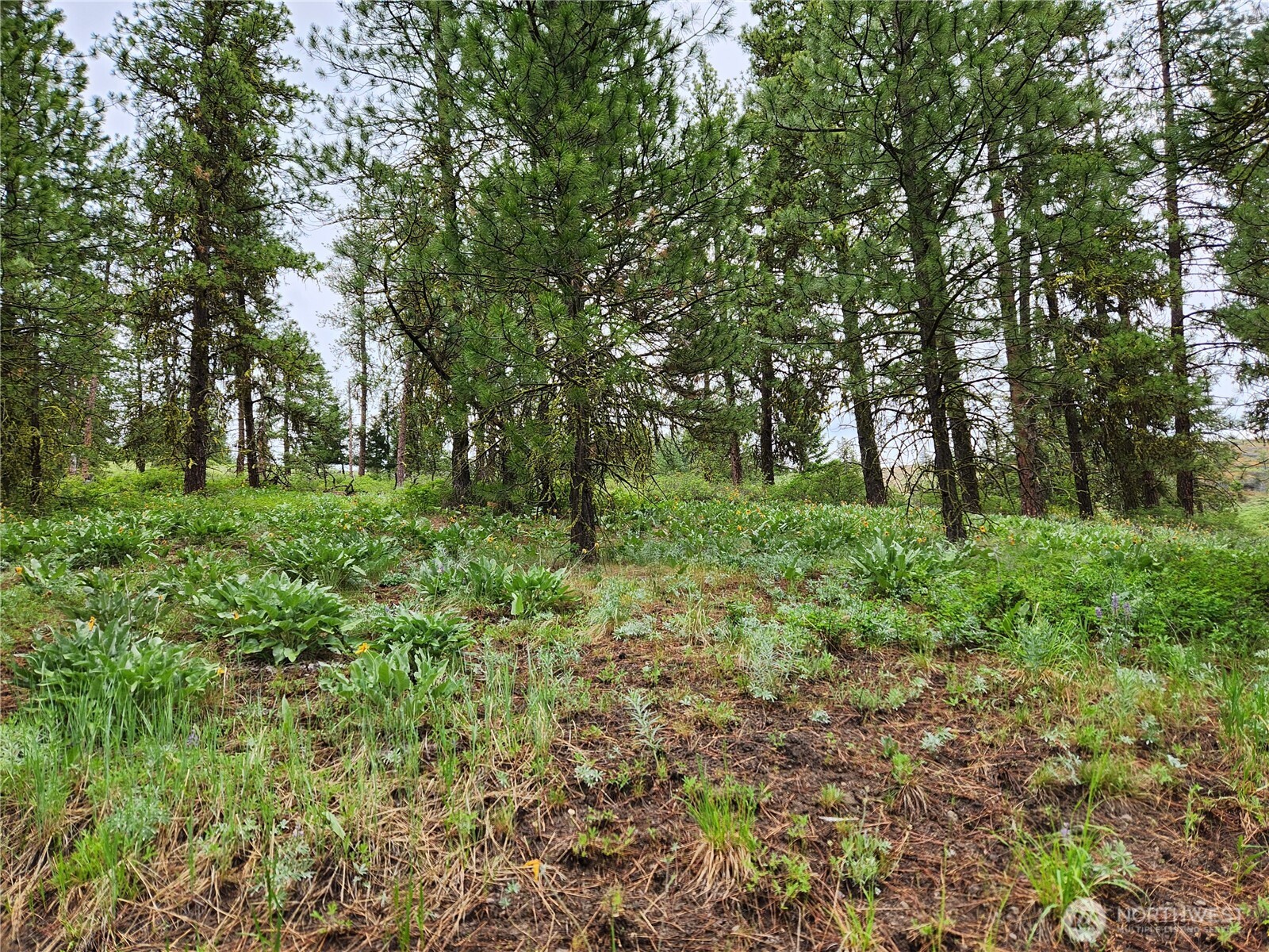 0 74 & 75 Gold Mt. Road Property Photo 18