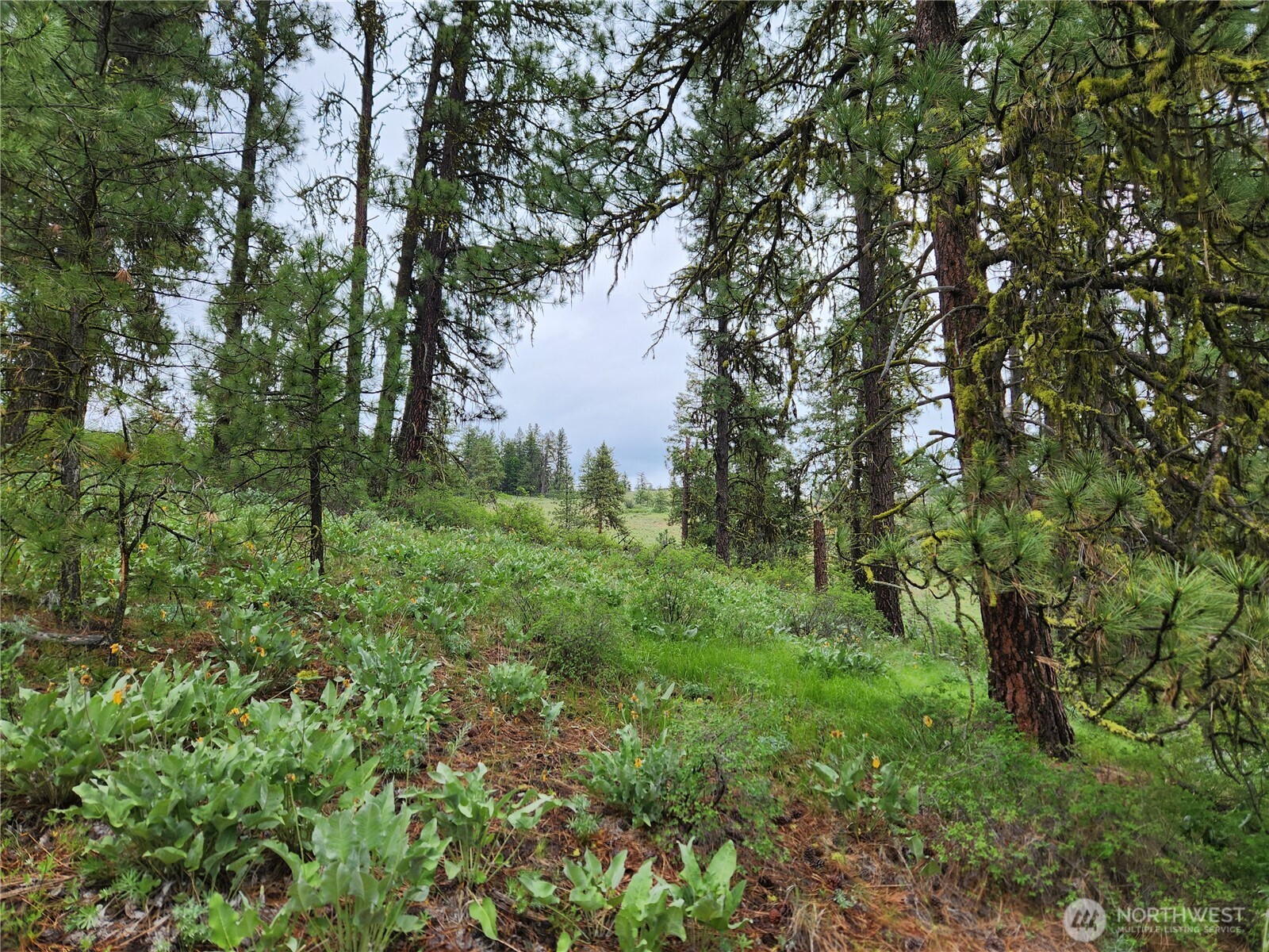 0 74 & 75 Gold Mt. Road Property Photo 19