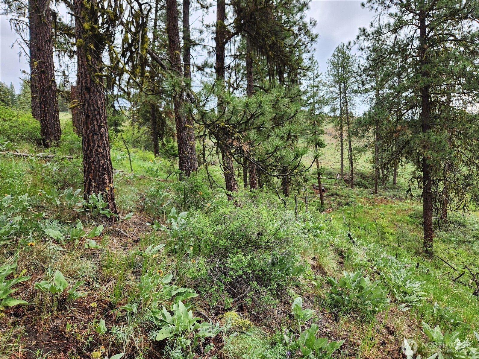 0 74 & 75 Gold Mt. Road Property Photo 20