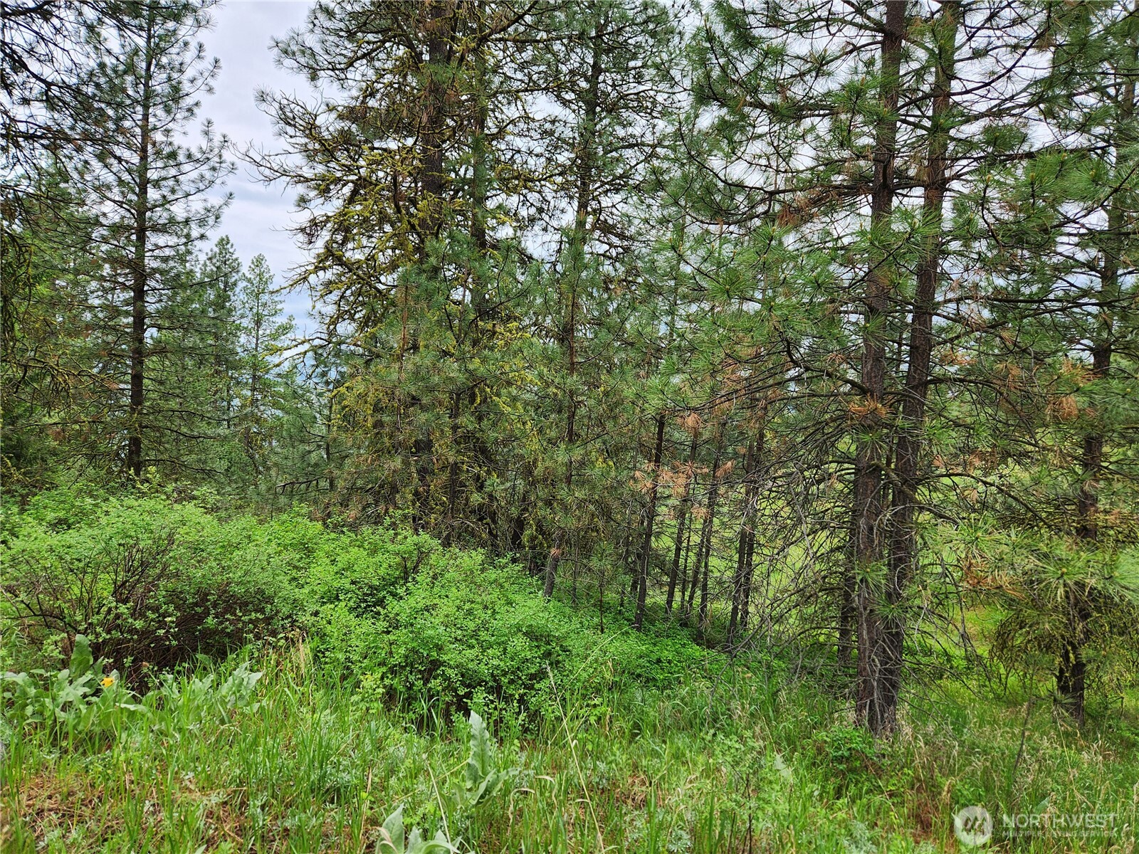 0 74 & 75 Gold Mt. Road Property Photo 23