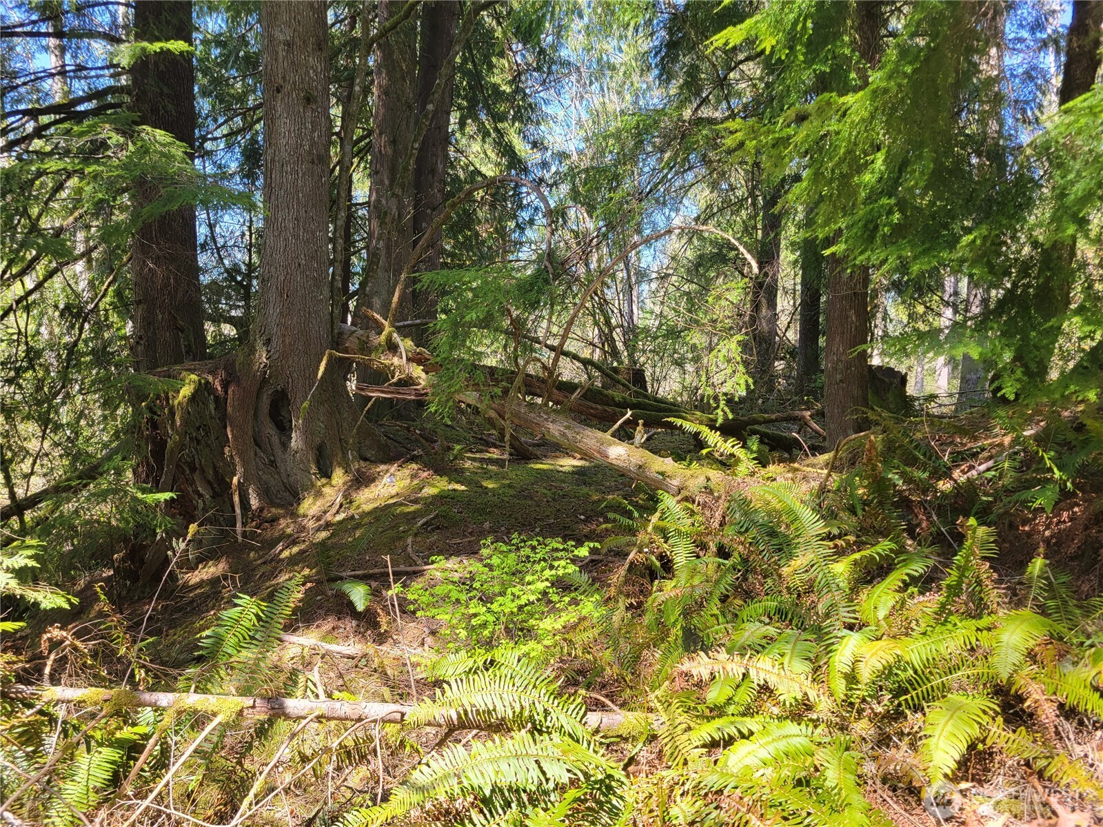 0 Xxx Mtn Loop Highway Property Photo 3