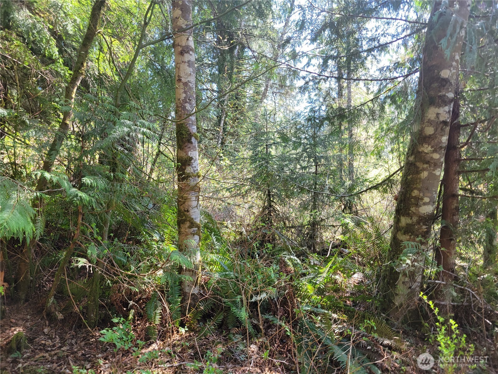 0 Xxx Mtn Loop Highway Property Photo 4