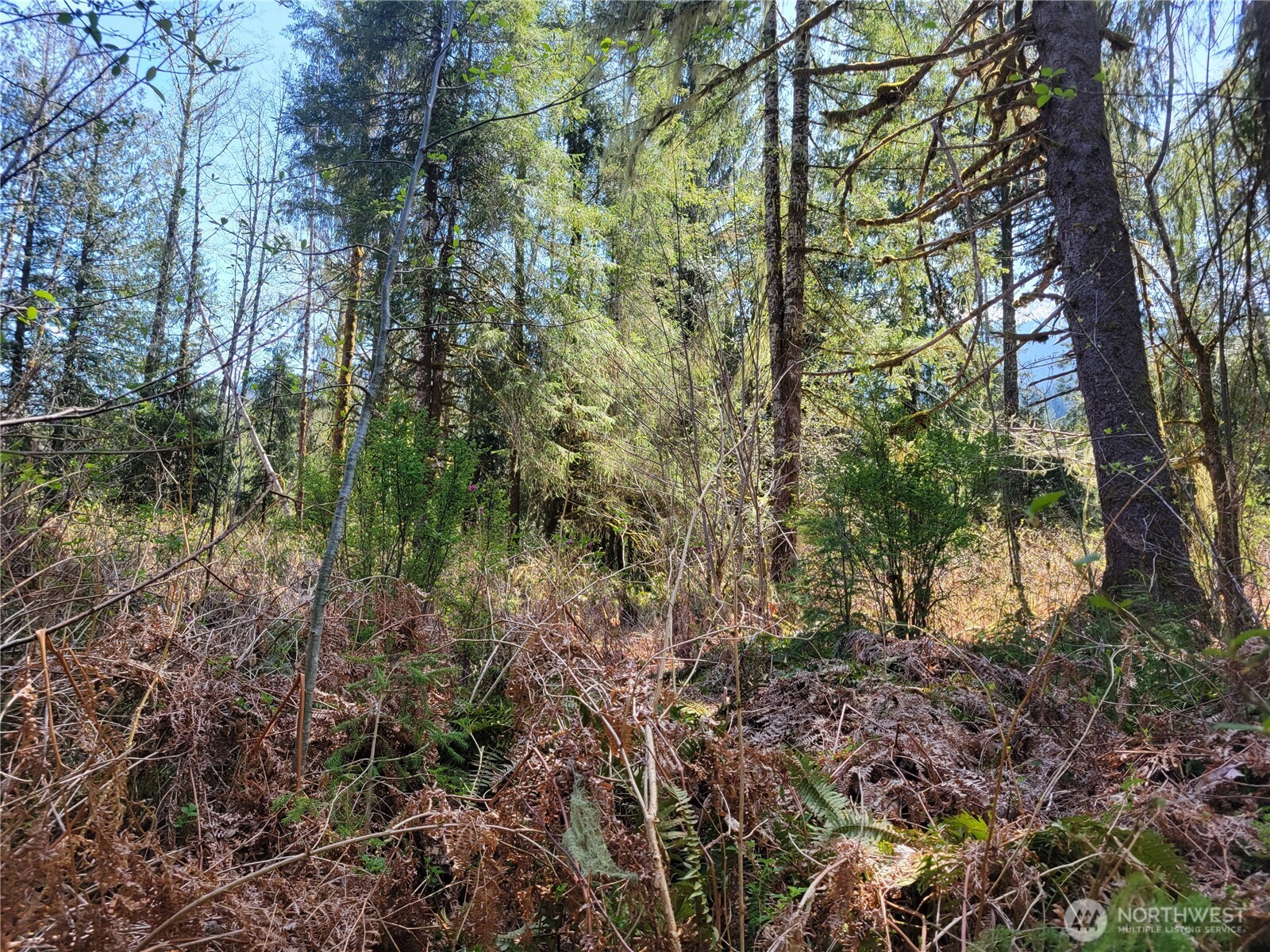 0 Xxx Mtn Loop Highway Property Photo 11
