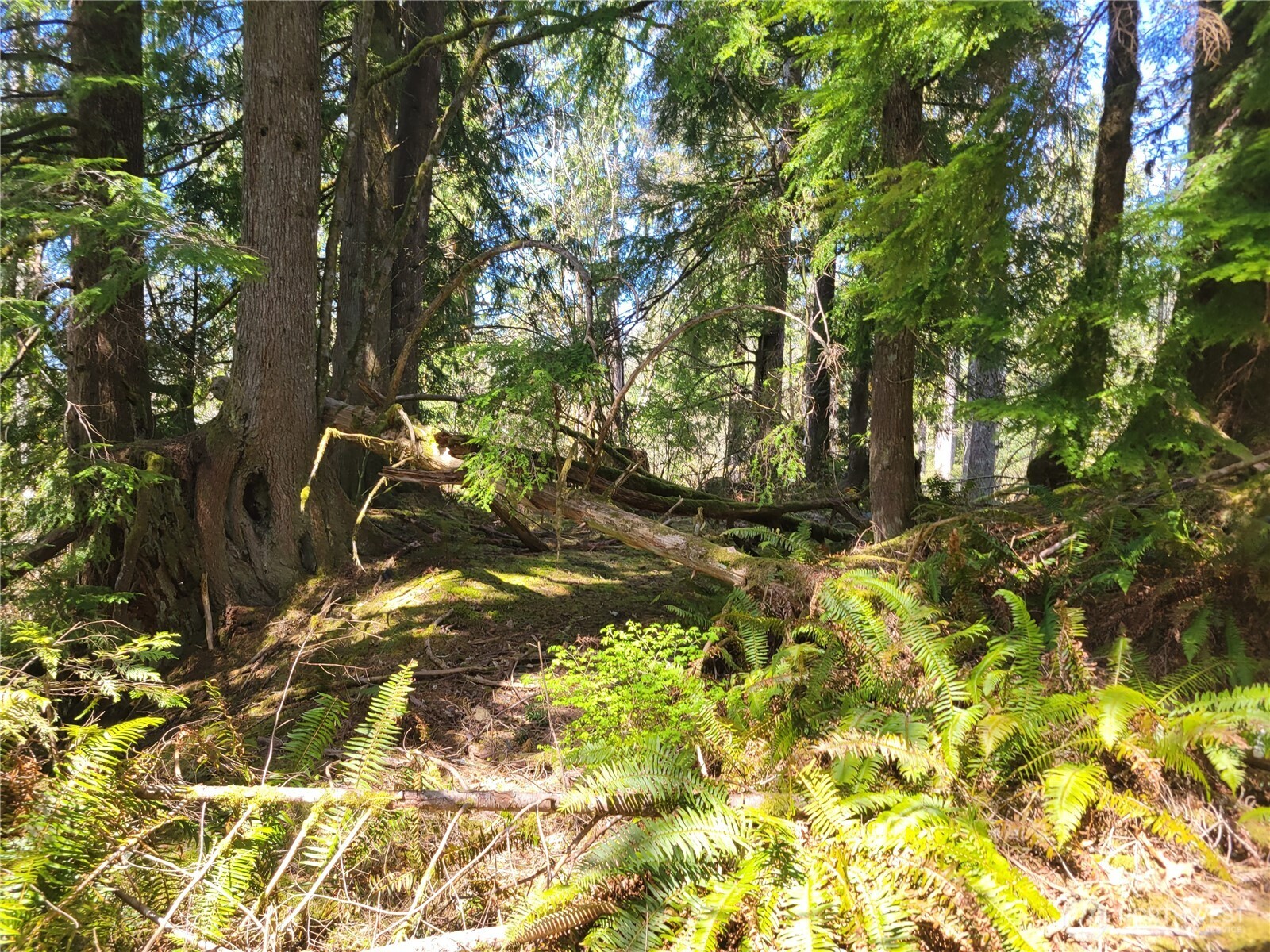 0 Xxx Mtn Loop Highway Property Photo 12