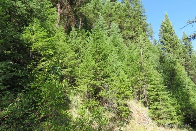 0 Xyz Cougar Creek Road Property Photo 3