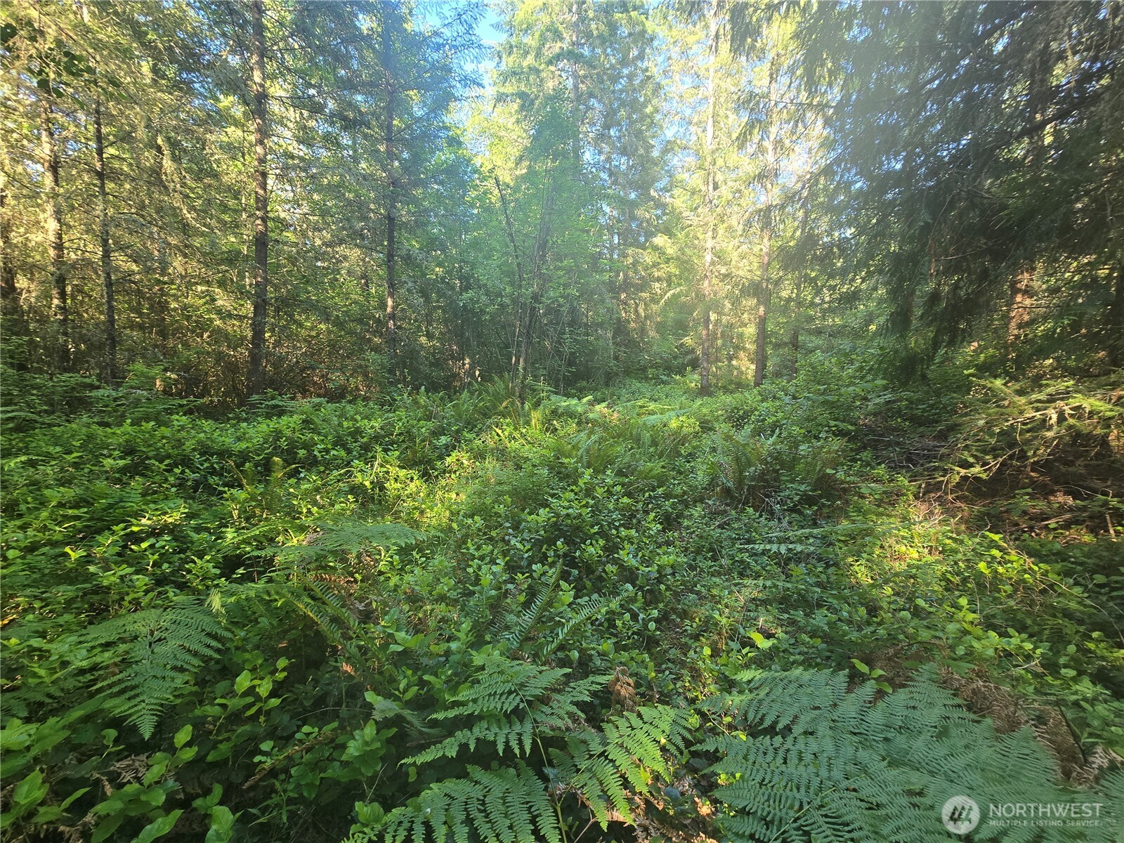 13811 Starflower Lane Property Photo 6