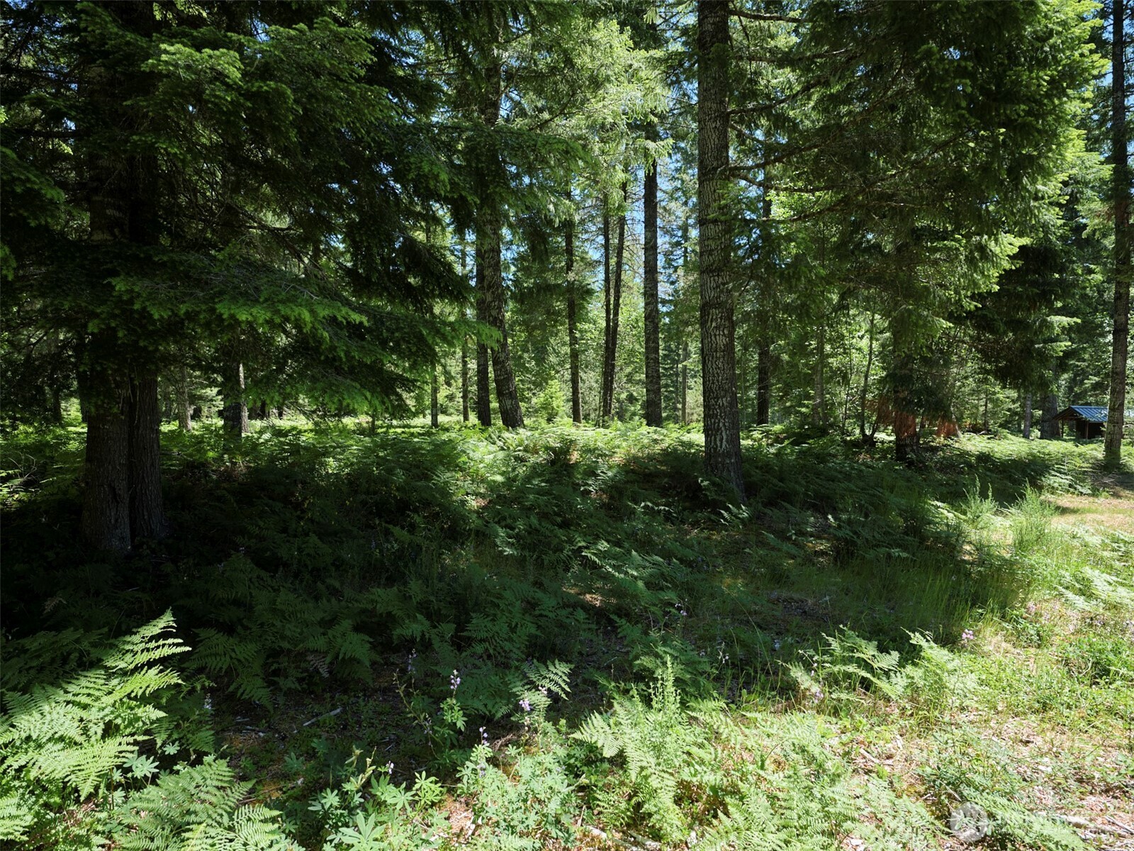 0 Loowit Lane Property Photo 11