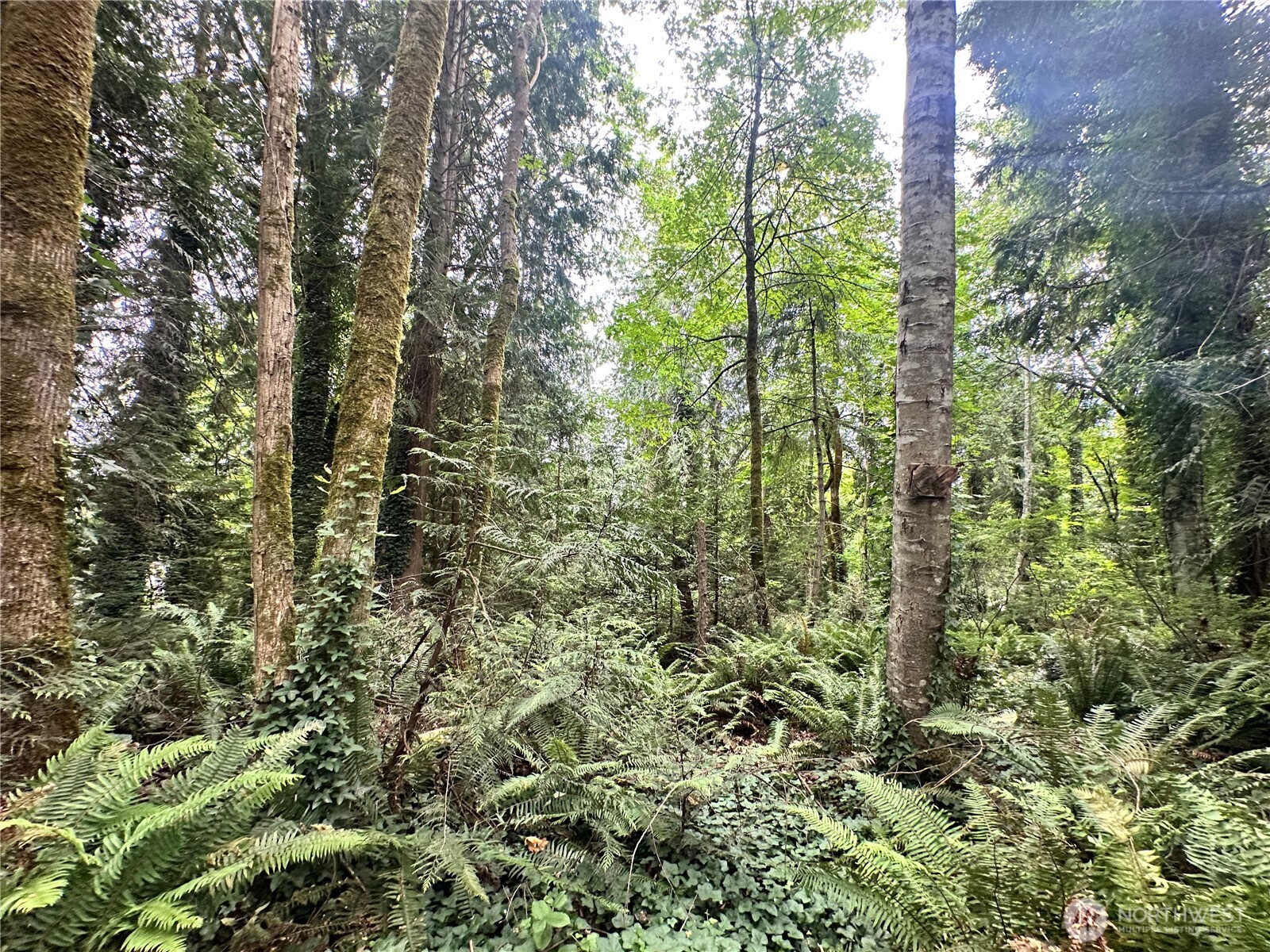 0 Alder Property Photo 3