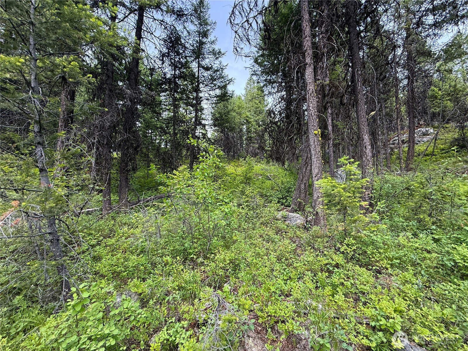 0 Mule Deer Property Photo 2