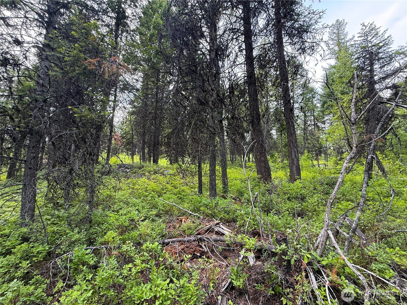 0 Mule Deer Property Photo 4