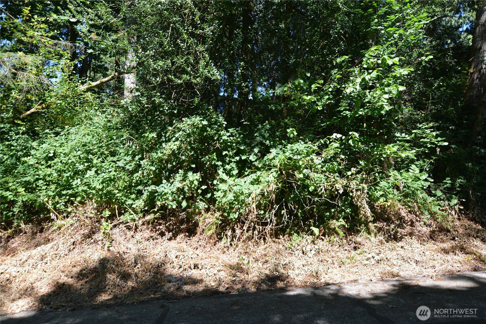 2428 Archwood Drive Property Photo 6