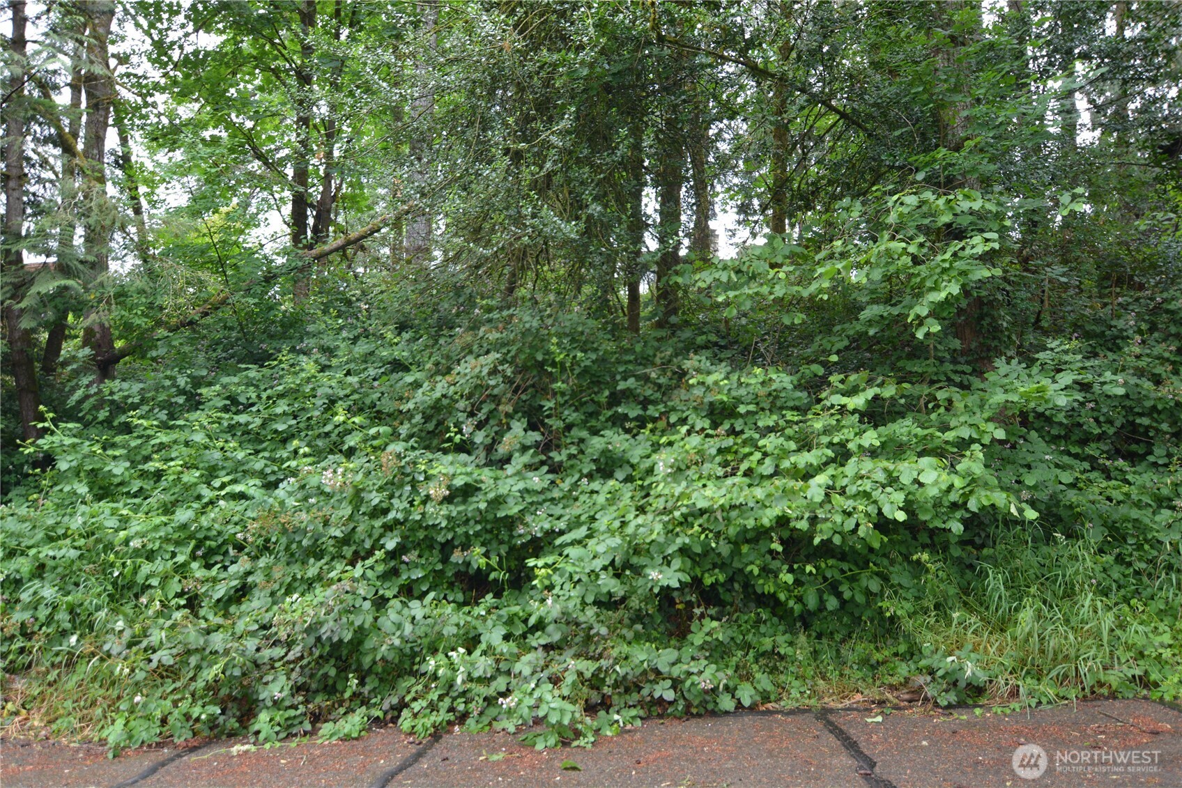 2428 Archwood Drive Property Photo 17